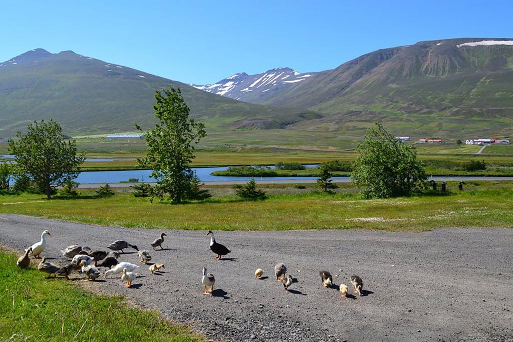 Hofthi Cottages Dalvík Eksteriør billede